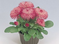 Маргаритка многолетняя