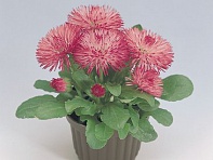 Маргаритка многолетняя (Roggli)