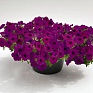 Петуния ампельная гибридная (Petunia х hybrida)