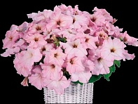 Петуния ампельная гибридная (Capri F1)