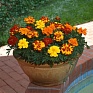 Бархатцы отклоненные (Tagetes patula)