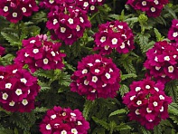 Вербена гибридная (Tuscany F1)