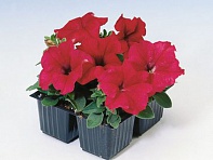 Петуния крупноцветковая (Tango F1)