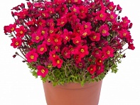 Камнеломка Арендса