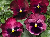 Виола Виттрока