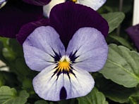 Виола рогатая (Admire F1)