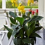 Канна садовая (Canna generalis)
