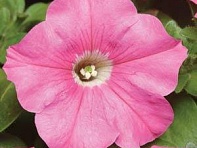 Петуния многоцветковая (Mirage F1)