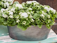 Агератум мексиканский (Kona F1) Агератум мексиканский (Kona F1)