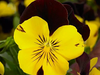 Виола Виттрока ампельная