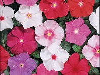 Катарантус розовый (Heatwave)