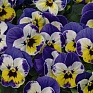 Виола рогатая (Viola cornuta)