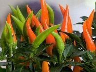 Перец летний (Santos)