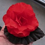 Бегония клубневая махровая (Begonia tuberhybrida)