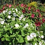 Гибискус мускусный (Hibiscus moscheutos)