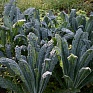 Декоративная капуста (Brassica oleracea)