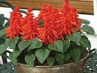 Сальвия блестящая (Red Hot Sally II)