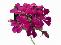 Пеларгония плющелистная ампельная