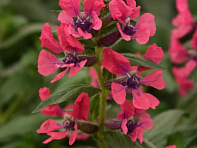 Куфея распростертая (Sweet Talk)