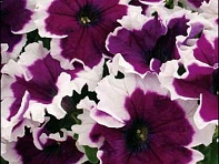 Петуния крупноцветковая гофрированная (Can Can F1)