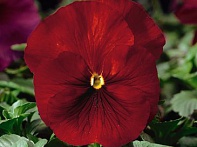 Виола Виттрока