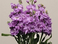 Левкой седой (Katz) Левкой седой (Katz)