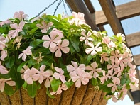 Катарантус розовый ампельный (Mediterranean XP)