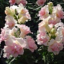 Львиный зев (Антирринум) махровый (Antirrhinum majus)