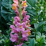 Львиный зев (Антирринум) большой (Antirrhinum majus)