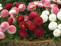 Маргаритка многолетняя