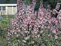 Дельфиниум гибридный (Benary's Pacific)