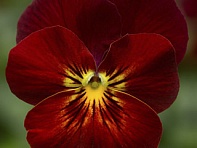 Виола рогатая (Endurio F1)