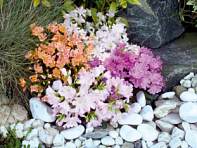 Левизия (Special Mix)