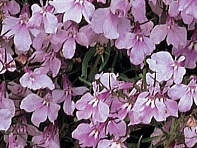 Лобелия ежевидная ампельная (Regatta)