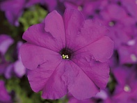 Петуния крупноцветковая (Tritunia F1)