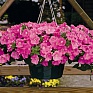 Петуния ампельная гибридная (Petunia x hybrida)