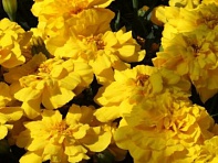 Бархатцы отклоненные (Alumia)