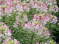 Клеома Хасслера (Sparkler F1)