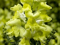 Львиный зев (Антирринум) большой (Snaptini F1)