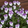 Виола рогатая (Viola cornuta)