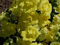 Львиный зев (Антирринум) махровый (Twinny F1)