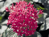 Пентас ланцетовидный (Kaleidoscope F1)