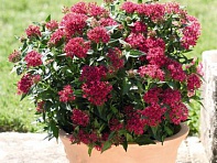 Пентас ланцетовидный (Graffiti F1)