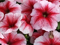 Петуния многоцветковая (Horizon F1)