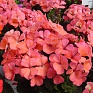 Герань (пеларгония садовая) (Pelargonium x hortorum)
