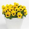 Виола рогатая (Viola cornuta)