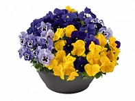 Виола виттрока