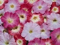 Петуния многоцветковая (Celebrity F1)