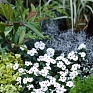 Герань (пеларгония садовая) (Pelargonium x hortorum)