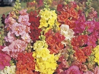 Львиный зев (Антирринум) махровый (Madame Butterfly F1)